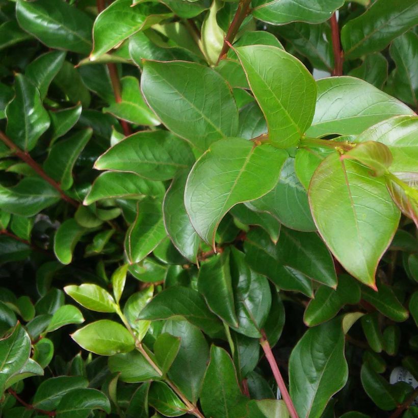 Lagerstroemia indica Rose Thé - Lilas des Indes (Foliage)