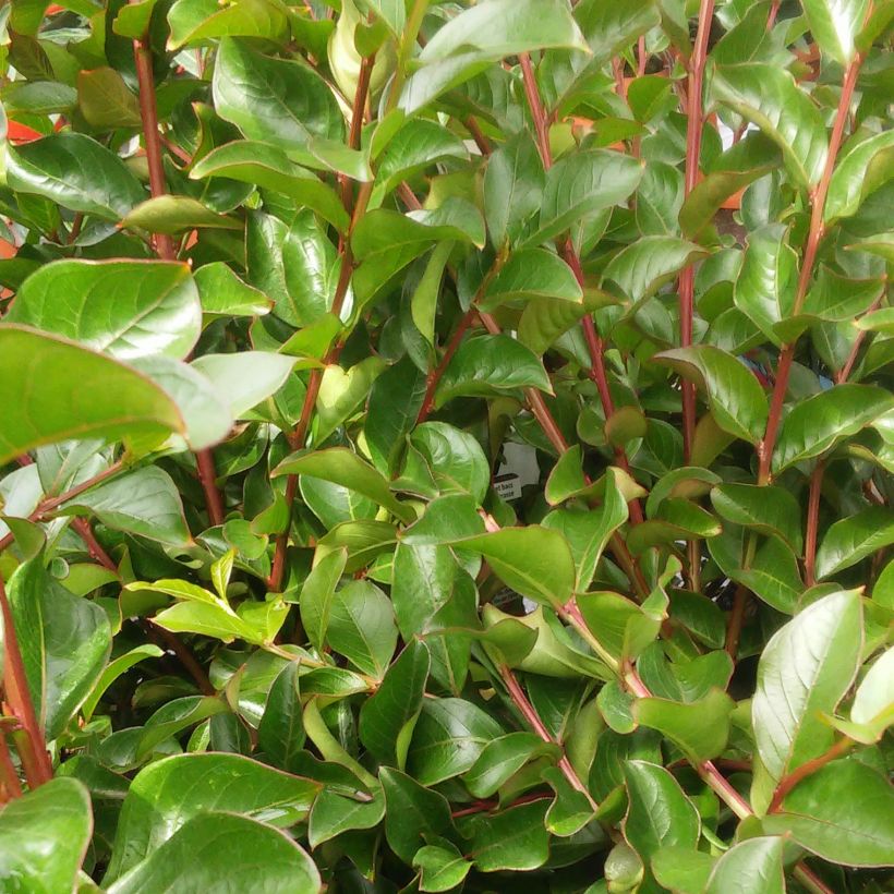 Lagerstroemia indica Rouge Nain - Lilas des Indes (Foliage)