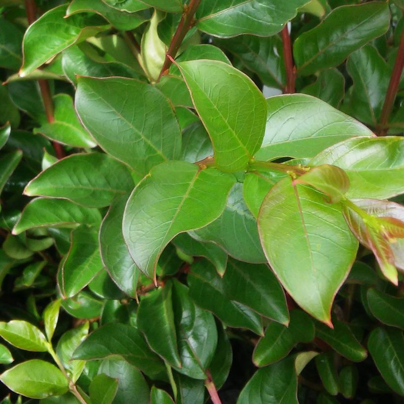 Lagerstroemia indica Soir d'Eté - Lilas des Indes	 (Foliage)