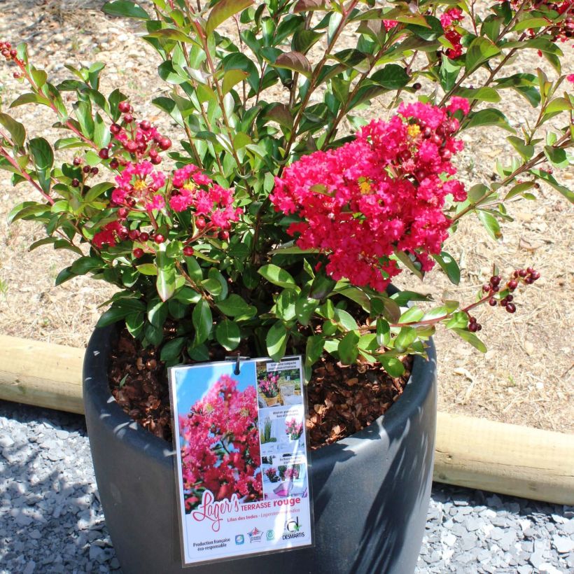 Lagerstroemia indica Terrasse Rouge - Lilas des Indes (Flowering)