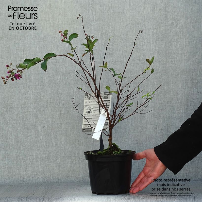 Example of Lagerstroemia indica Terre Chinoise - Lilas des Indes	 Pot de 3L/4L as you get in automne