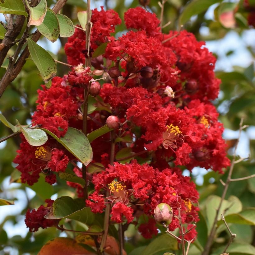Lagerstroemia indica Victoria - Lilas des Indes (Flowering)
