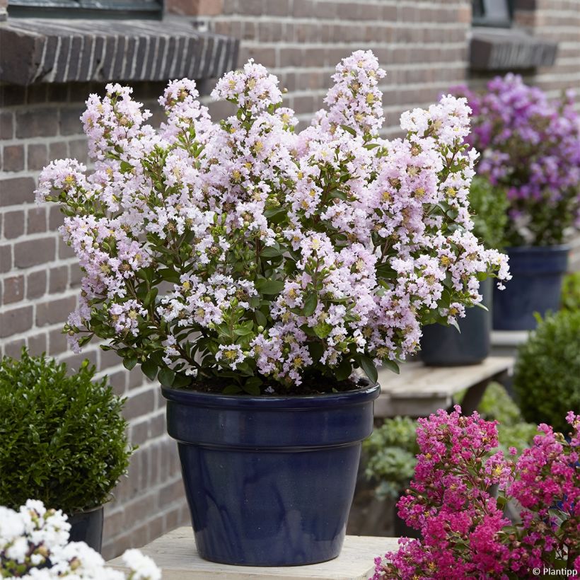Lilas des Indes 'With Love Babe' (Plant habit)