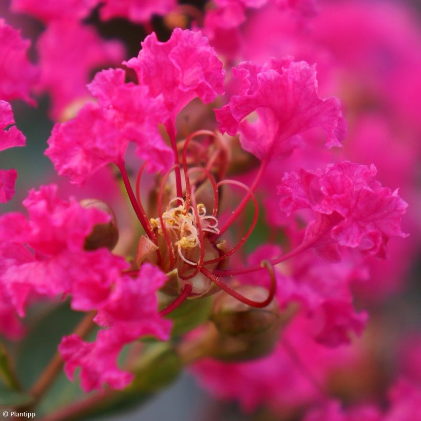 Lagerstroemia indica With Love Kiss Milarosso - Lilas des Indes (Flowering)