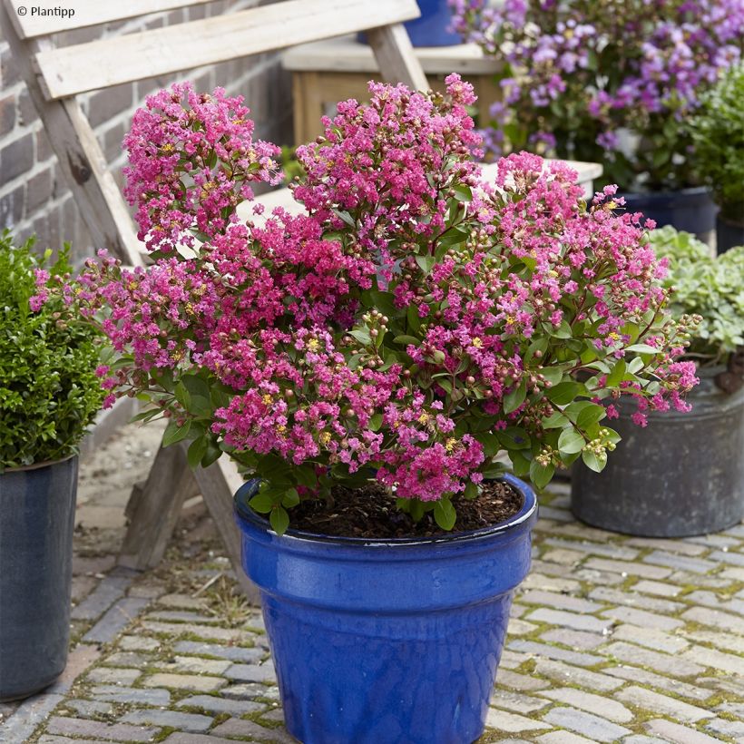 Lagerstroemia indica With Love Kiss Milarosso - Lilas des Indes (Plant habit)