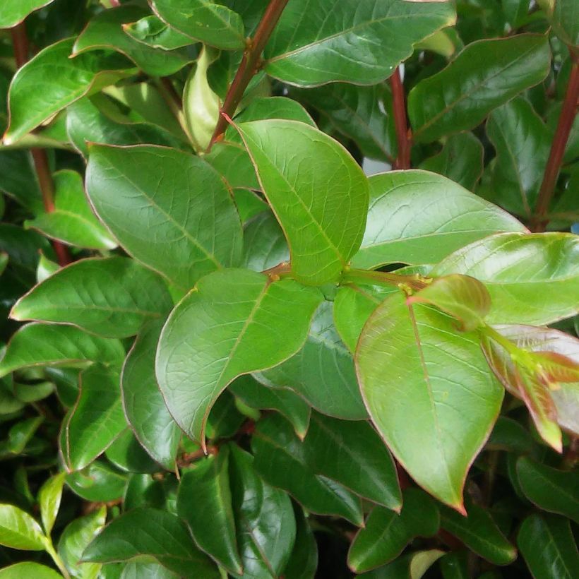 Lagerstroemia indica Yang Tse - Lilas des Indes	 (Foliage)