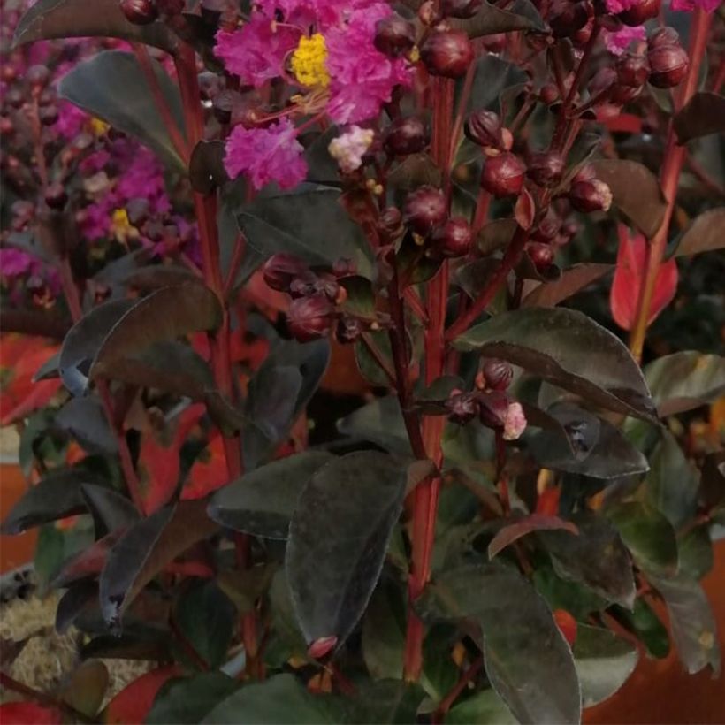 Lilas des Indes - Lagerstroemia indica Rhapsody In Blue (Foliage)
