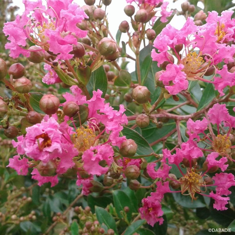 Lagerstroemia indica Mimie Rose - Lilas des Indes (Flowering)