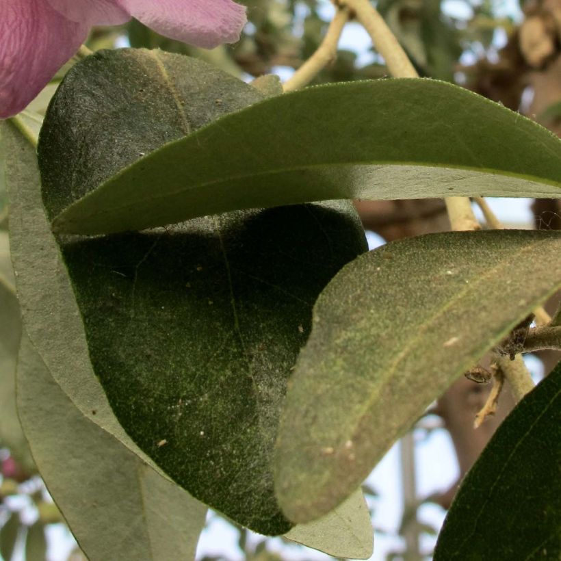 Lagunaria patersonii - Hibiscus de l'île de Norfolk (Foliage)