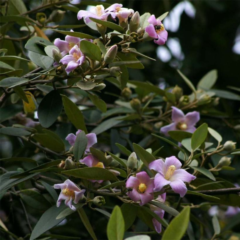 Lagunaria patersonii - Hibiscus de l'île de Norfolk (Flowering)