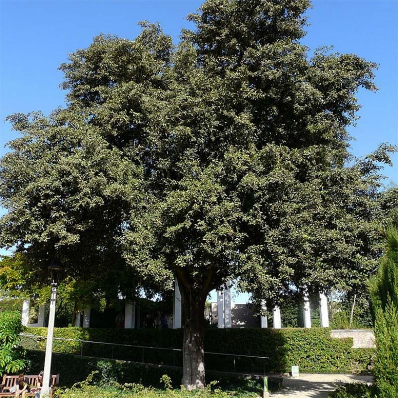 Lagunaria patersonii - Hibiscus de l'île de Norfolk (Plant habit)