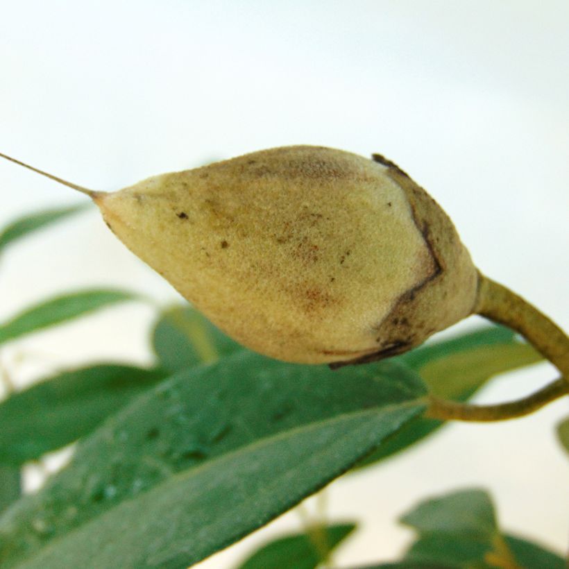 Lagunaria patersonii - Hibiscus de l'île de Norfolk (Harvest)
