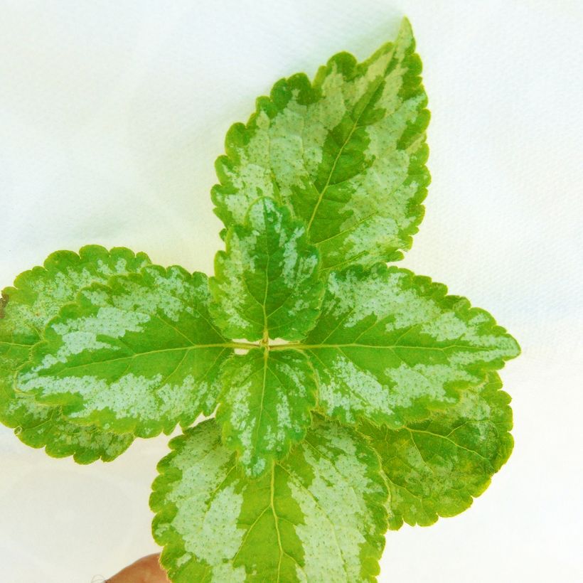 Lamiastrum galeobdolon Florentinum - Lamier doré (Foliage)