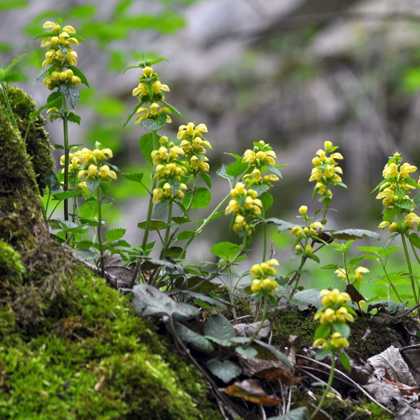 Lamiastrum ou Lamium galeobdolon - Ortie jaune (Plant habit)