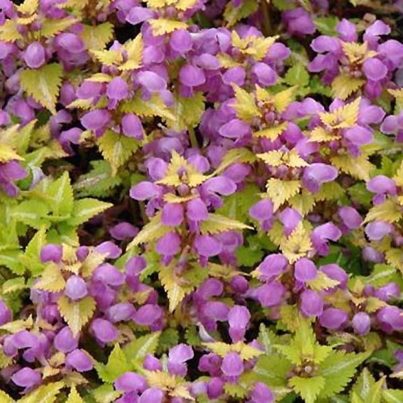Lamium maculatum Golden Nuggets (Foliage)