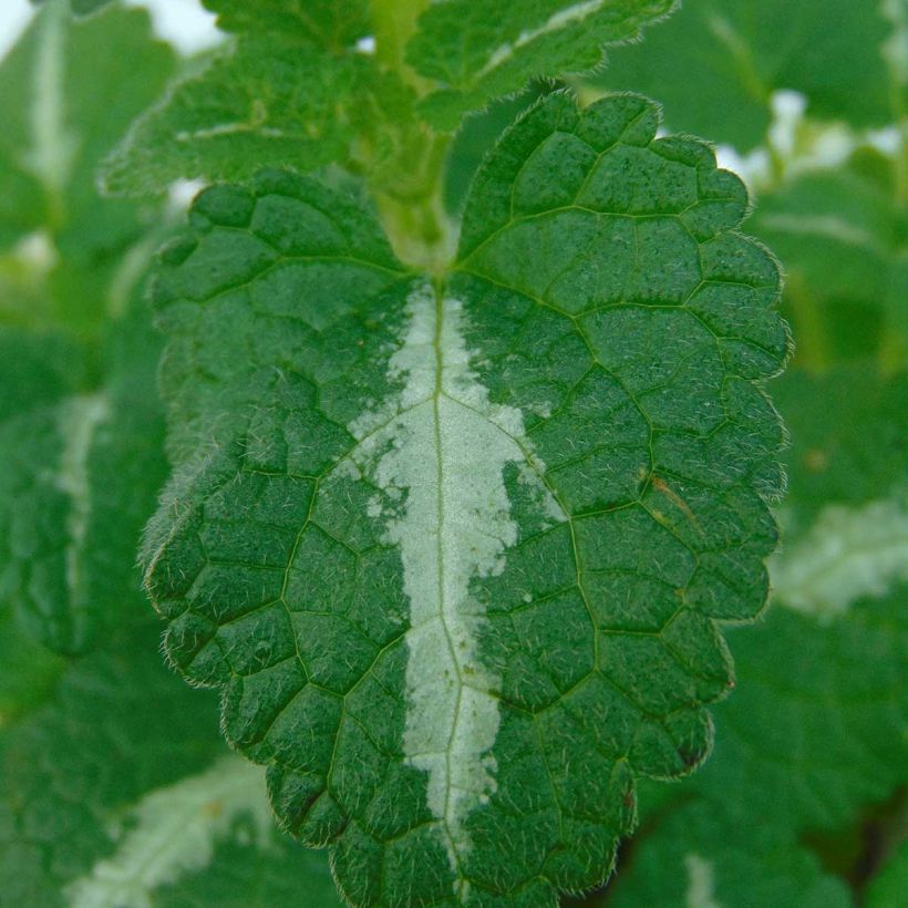Lamium maculatum Roseum -  Lamier maculé rose (Foliage)