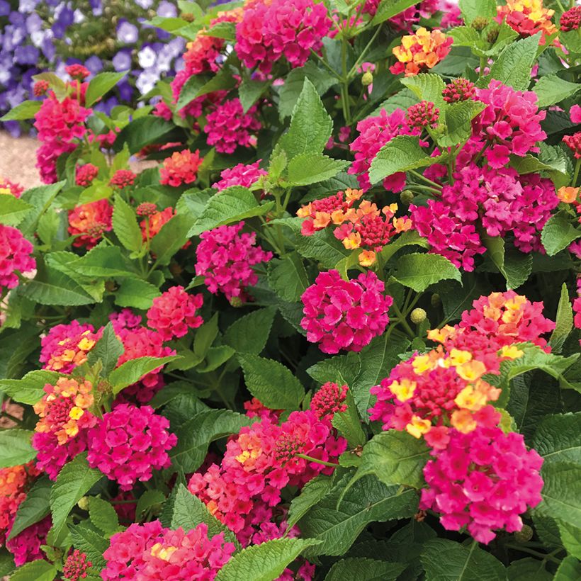 Lantana Bloomify Rose (Flowering)