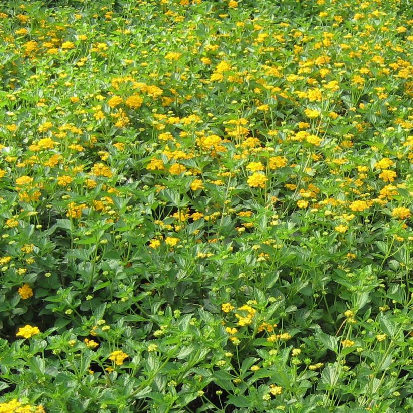 Lantana Chapel Hill Gold (Plant habit)