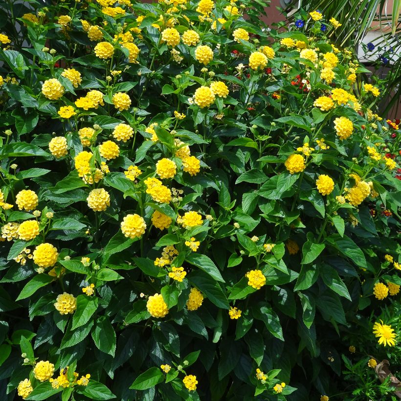 Lantana Chapel Hill Yellow (Plant habit)