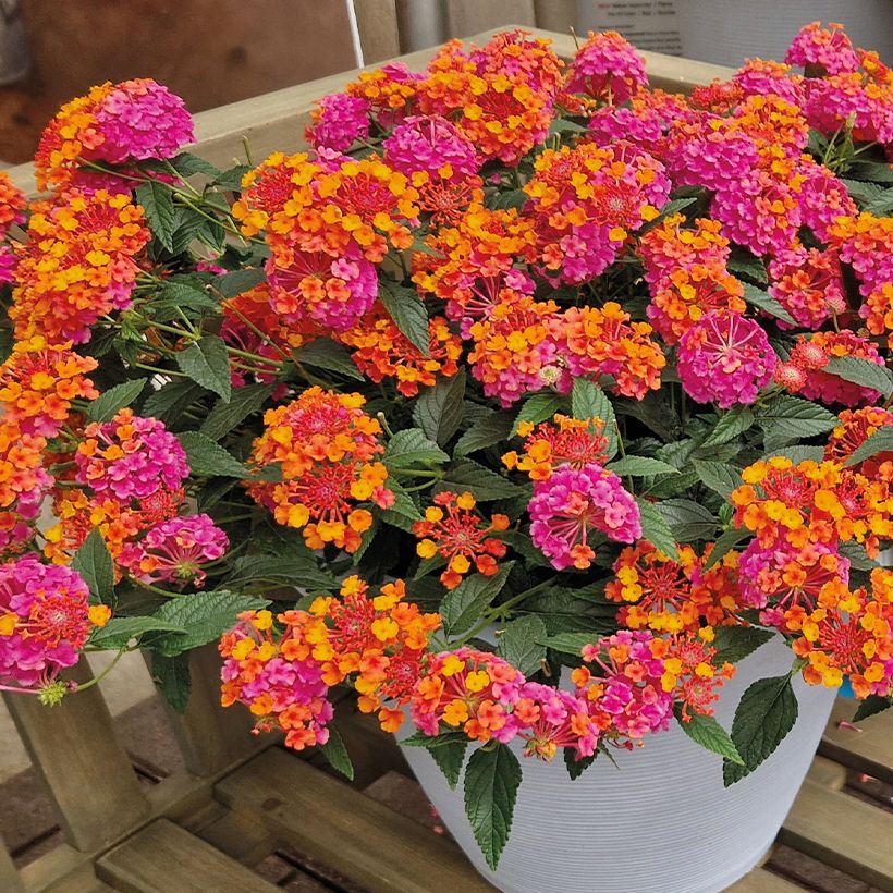 Lantana PassionFruit (Plant habit)