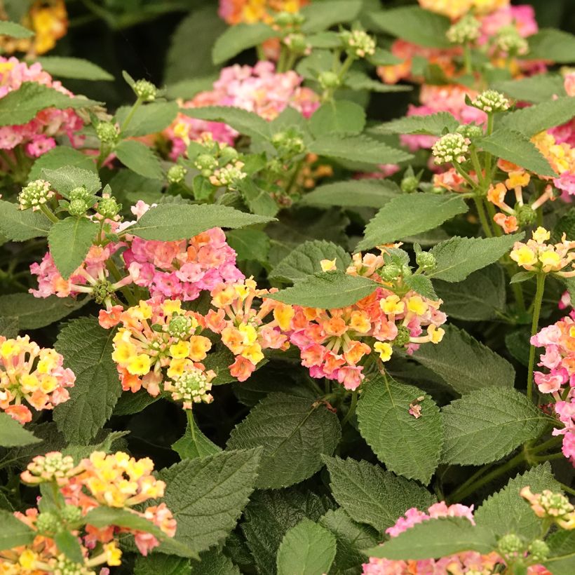 Lantana camara Evita Rose (Flowering)