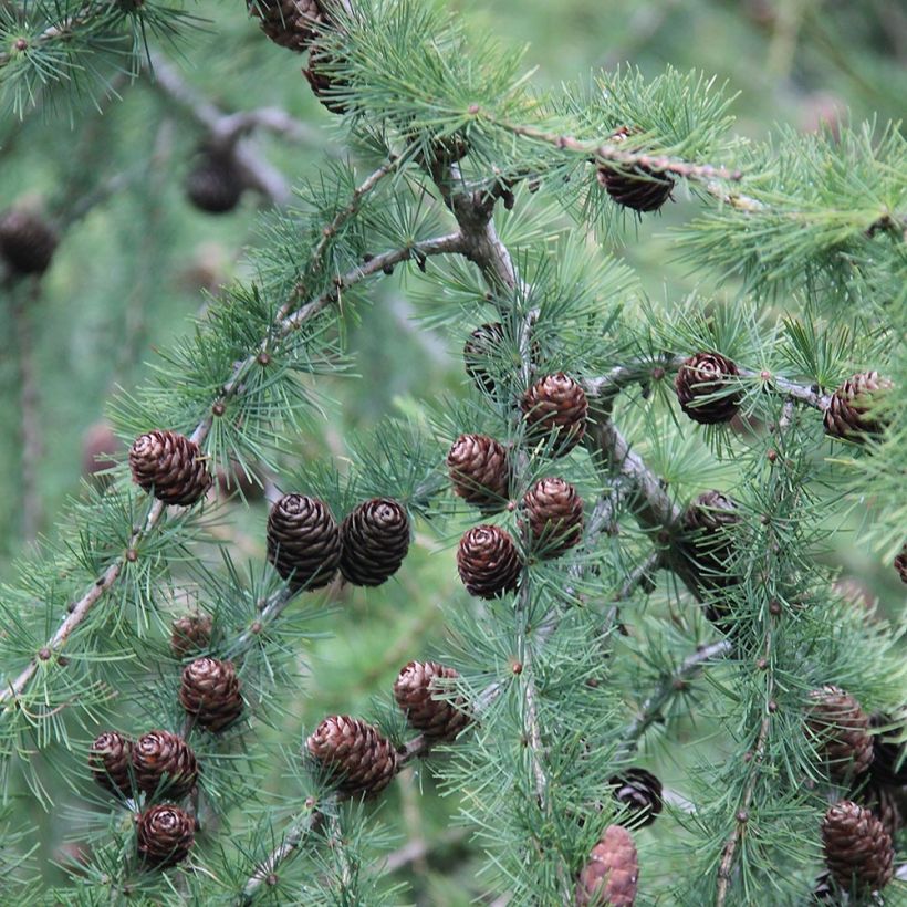 Larix decidua - Mélèze d'Europe (Harvest)