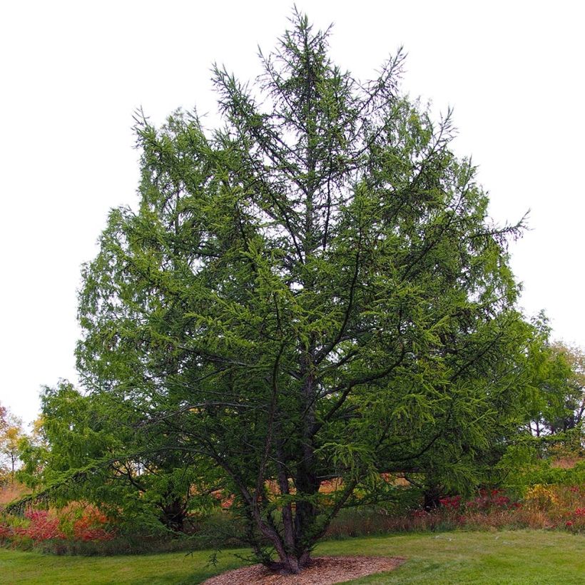 Larix decidua - Mélèze d'Europe (Plant habit)