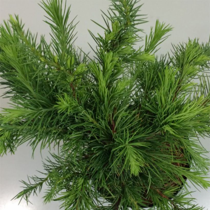 Larix decidua Little Bogle - Mélèze d'Europe nain                       (Foliage)