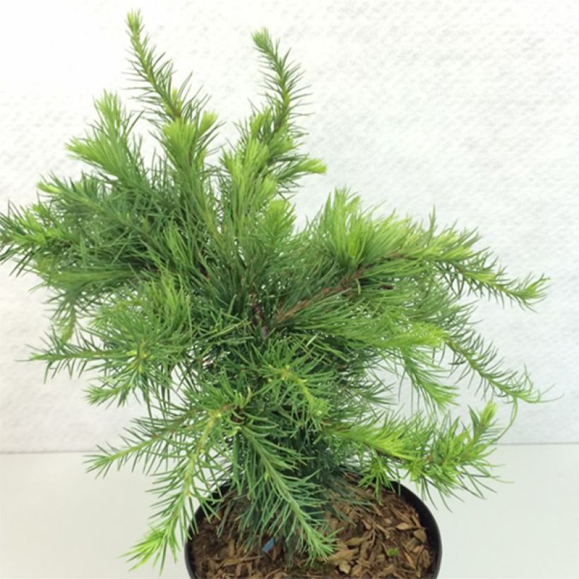 Larix decidua Little Bogle - Mélèze d'Europe nain                       (Plant habit)