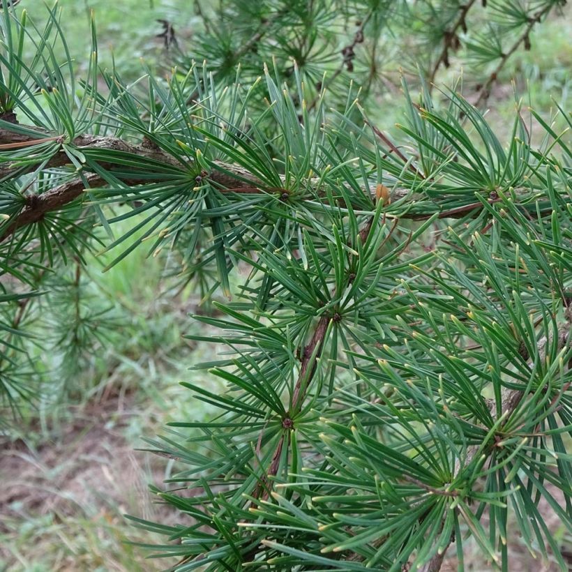 Larix kaempferi - Mélèze du Japon (Foliage)