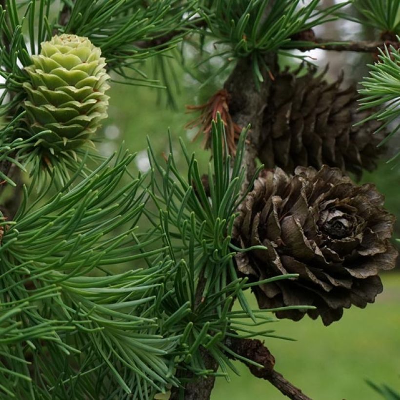 Larix kaempferi - Mélèze du Japon (Harvest)