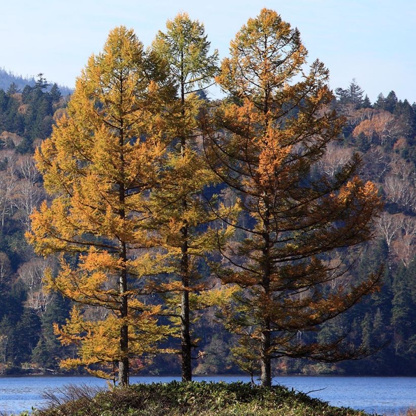 Larix kaempferi - Mélèze du Japon (Plant habit)