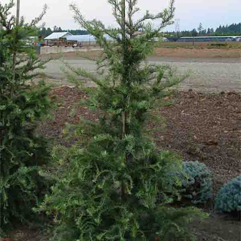Mélèze du Japon tortueux - Larix kaempferi Diana                           (Plant habit)