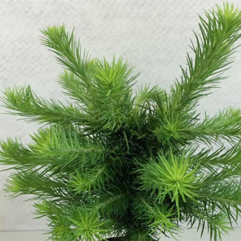 Larix kaempferi Grey Pearl - Mélèze du Japon nain                       (Plant habit)