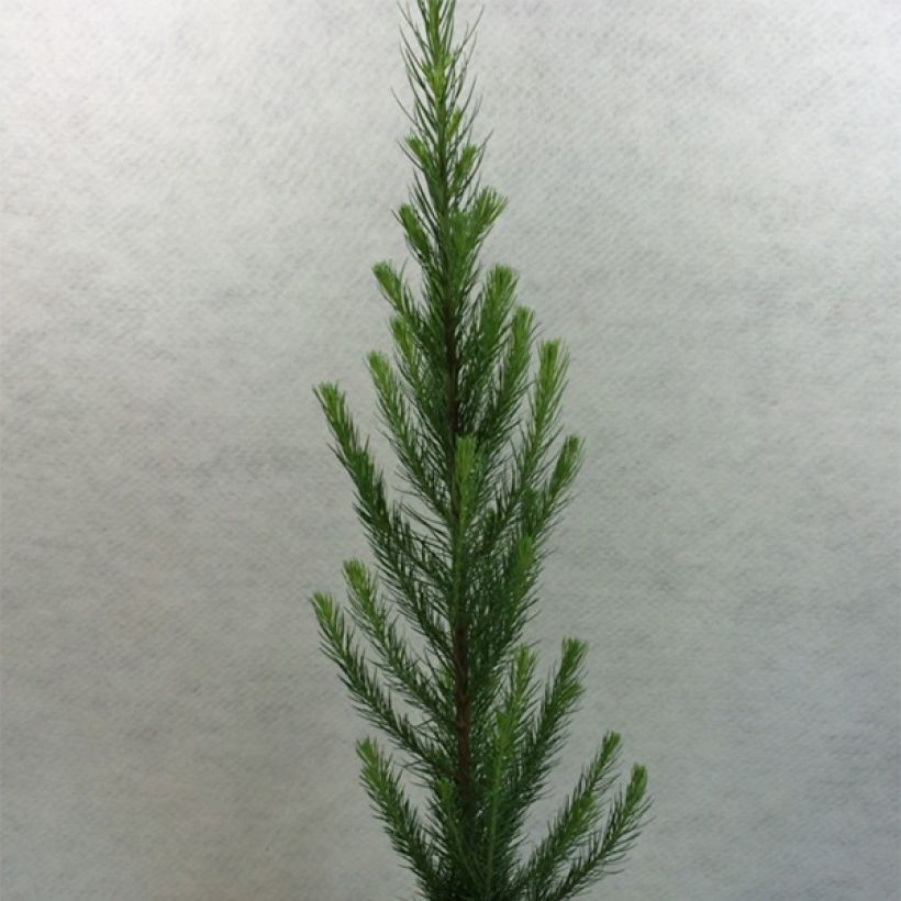 Larix kaempferi Jakobsen's Pyramid - Mélèze du Japon             (Plant habit)