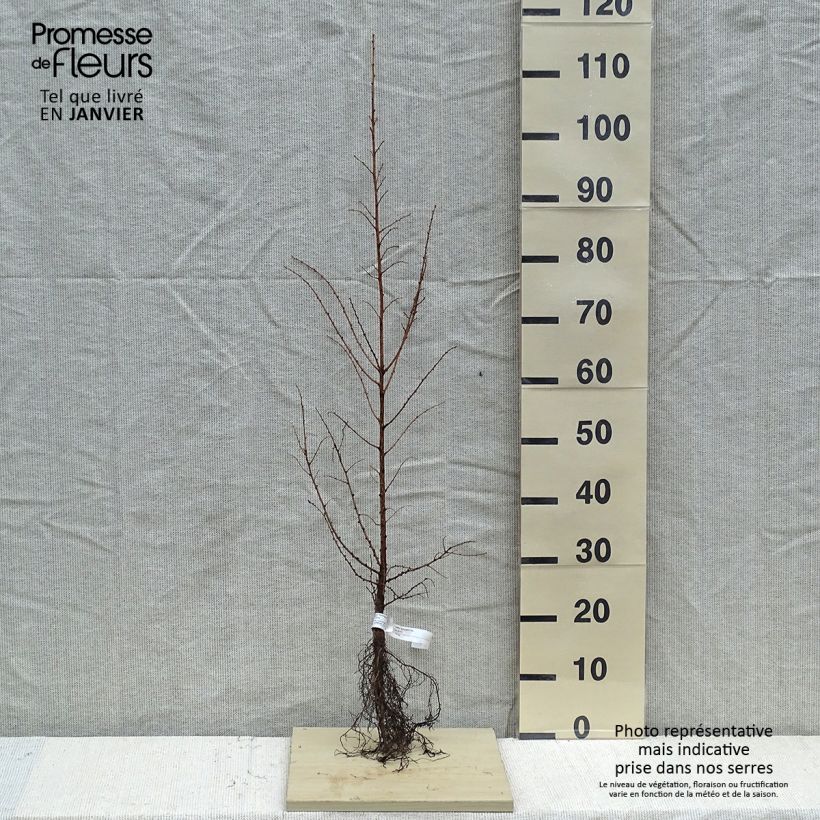 Example of Larix kaempferi - Mélèze du Japon Petites Racines nues as you get in hiver