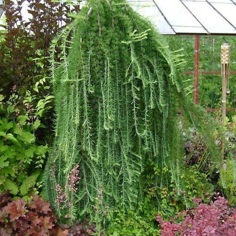 Larix kaempferi Stiff Weeping - Mélèze du Japon Stiff Weeping (Plant habit)