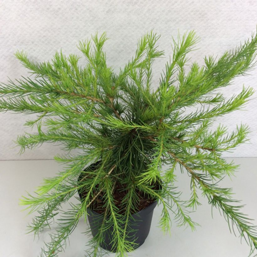 Larix laricina Arethusa Bog - Mélèze d'Amérique demi-nain                      (Plant habit)