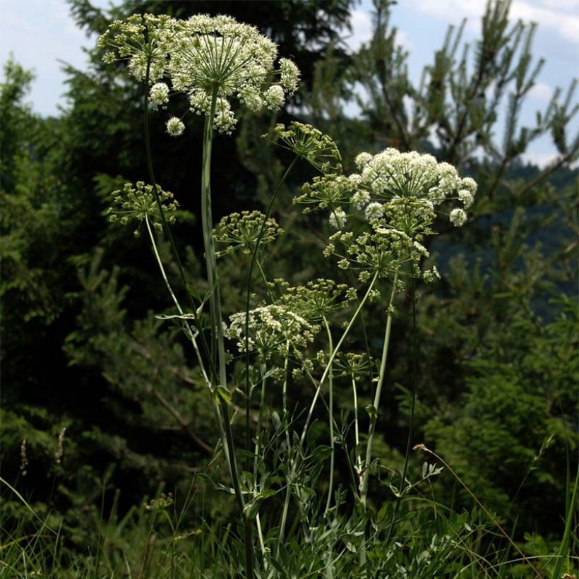 Laserpitium siler - Sermontain (Flowering)