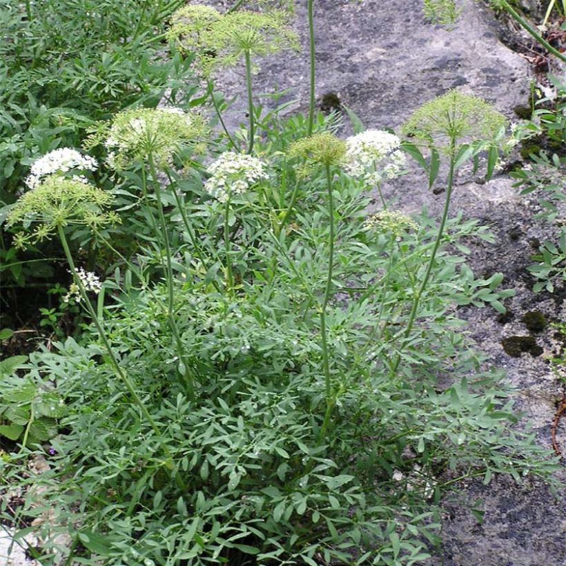 Laserpitium siler - Sermontain (Plant habit)