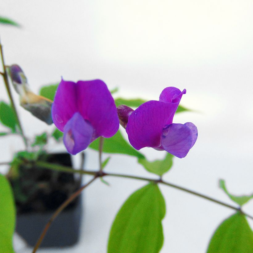 Lathyrus vernus - Pois de senteur vivace (Flowering)