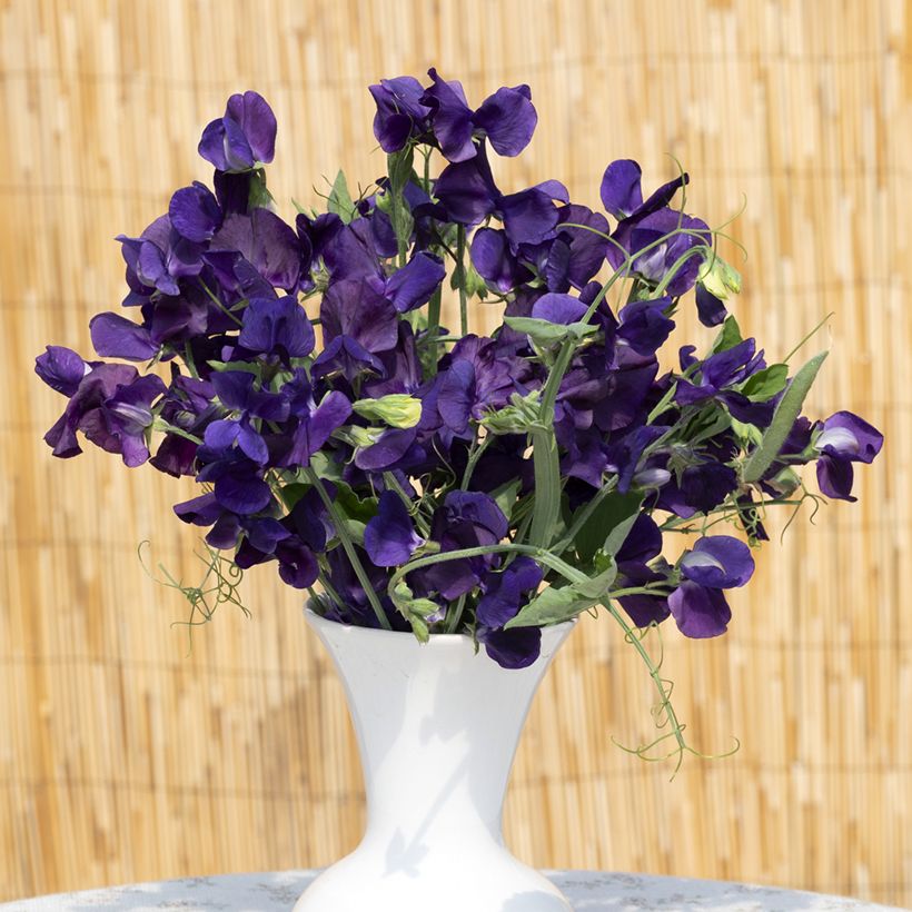 Graines de Pois de senteur King Size Navy Blue - Lathyrus odoratus (Flowering)