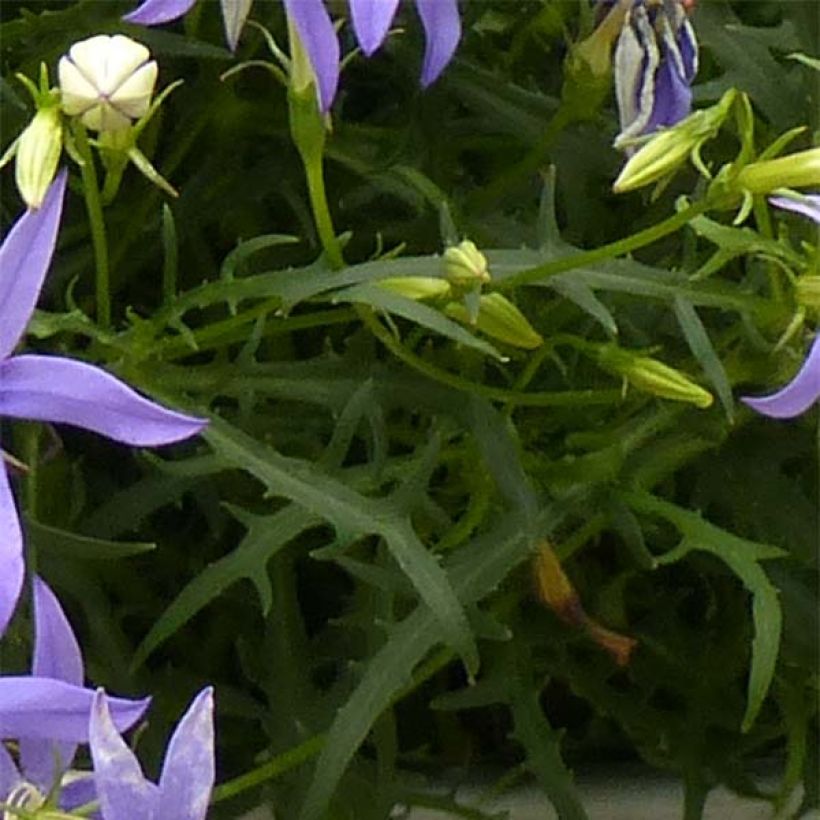 Laurentia ou Isotoma Beth's Blue (Foliage)