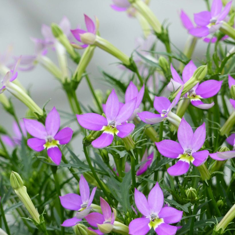 Laurentia ou Isotoma Patti's Pink (Flowering)