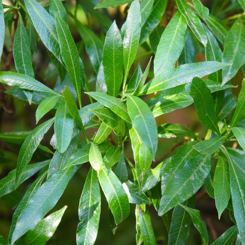 Laurier cerise -  Prunus laurocerasus Caucasica - Laurier Palme - Laurier du Caucase (Foliage)