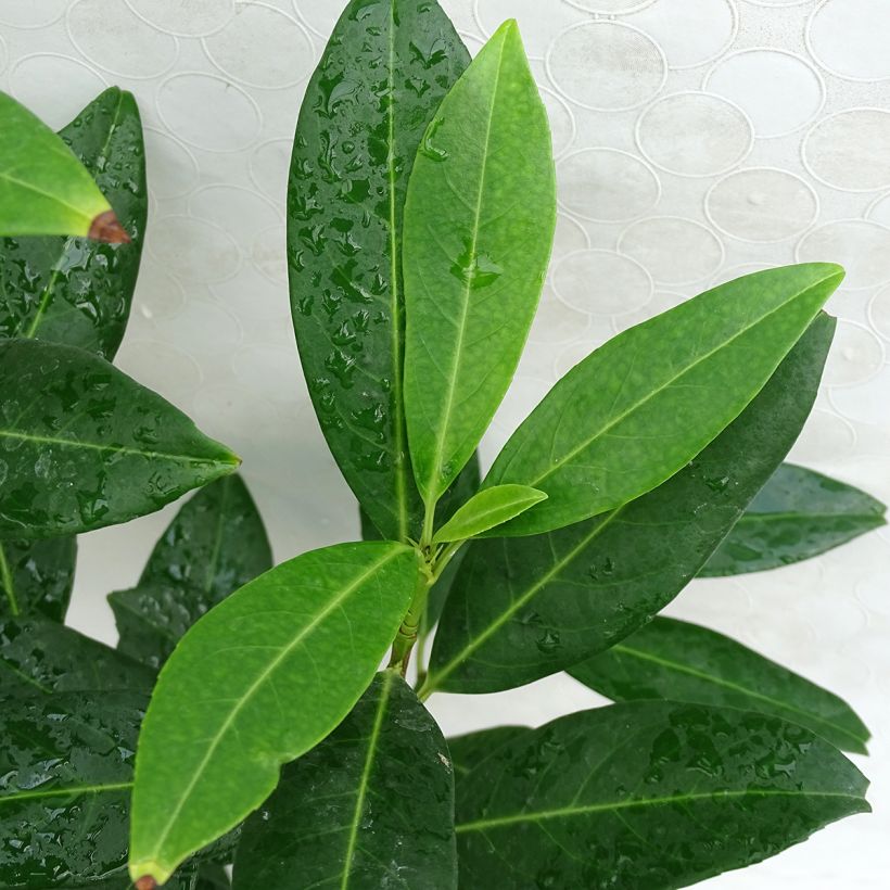 Laurier cerise - Prunus laurocerasus Herbergii (Foliage)