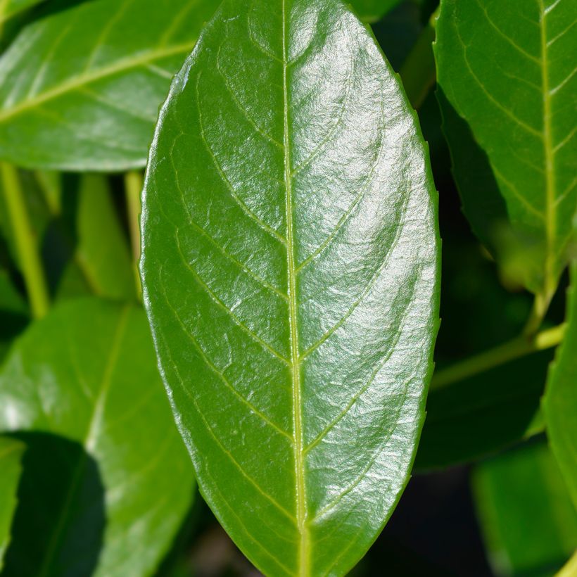 Laurier cerise - Prunus laurocerasus Rotundifolia (Foliage)