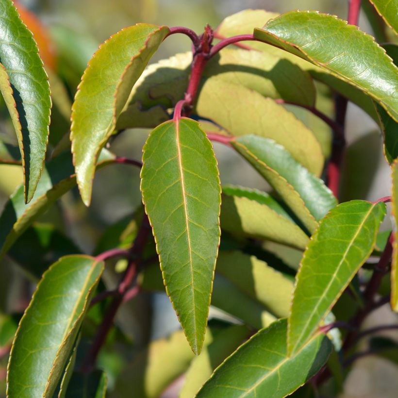 Laurier du Portugal, Prunus lusitanica Angustifolia  (Foliage)