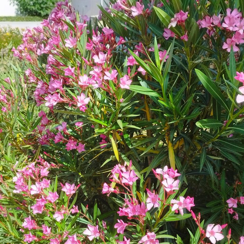 Laurier rose - Nerium oleander Rose (Plant habit)