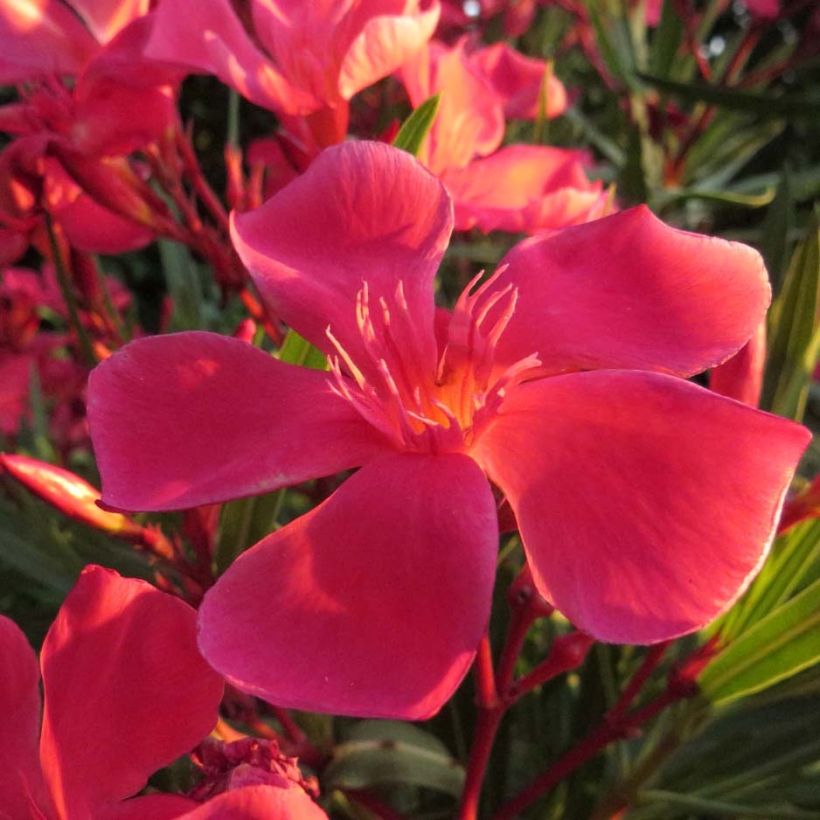 Laurier rose Papa Gambetta - Nerium oleander (Flowering)